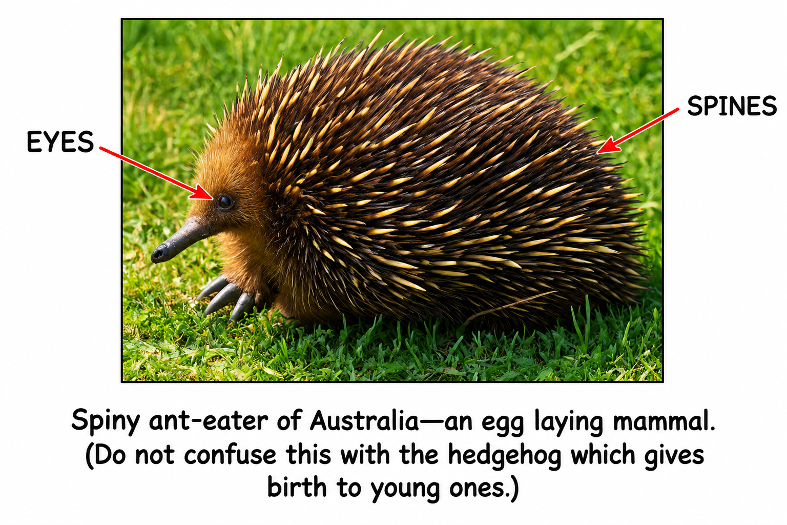 Fig. 8.19 — Spiny Ant-eater (Echidna) — An Egg-Laying Mammal